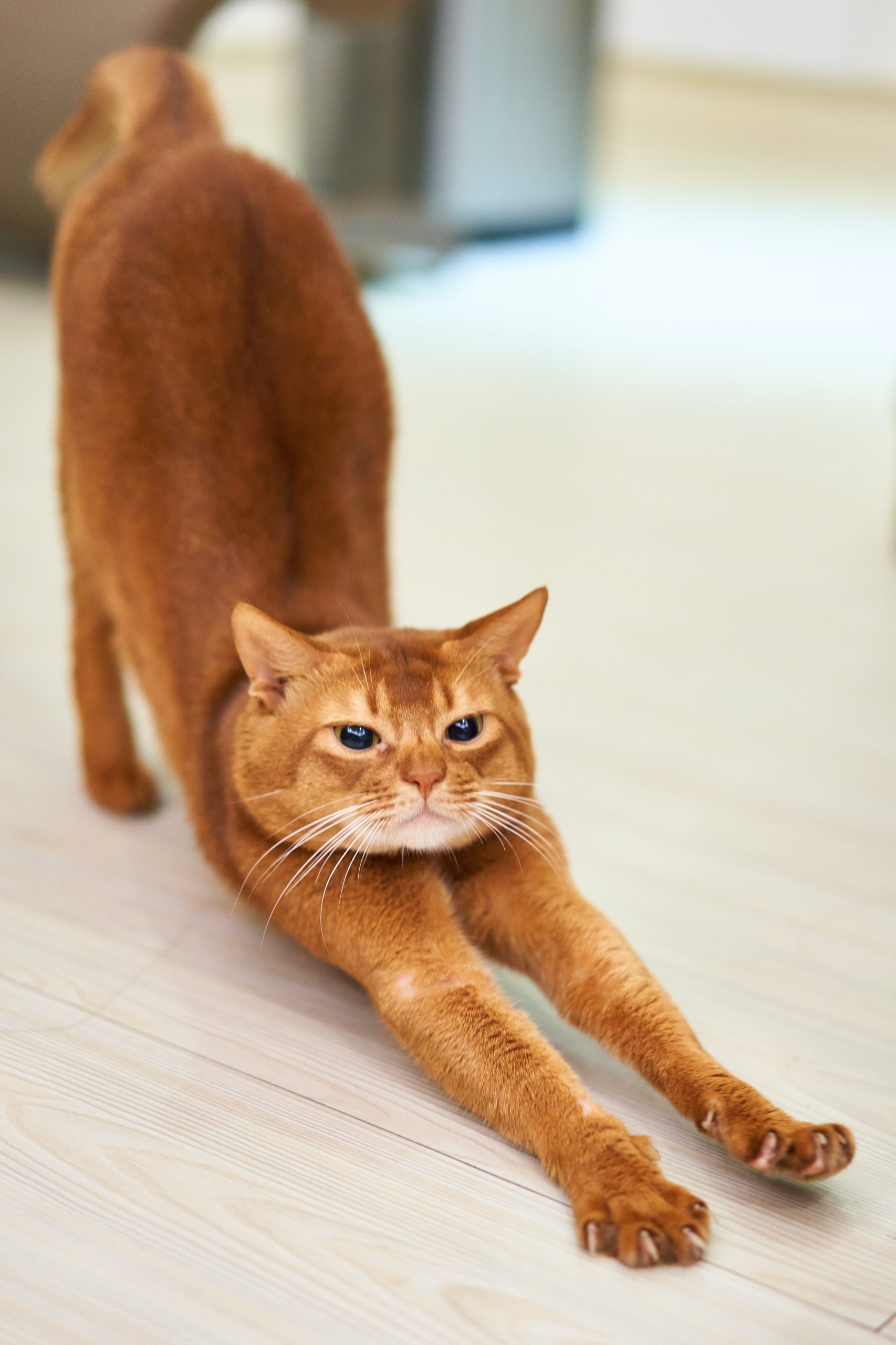 A ginger cat stretches out
